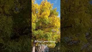 #youtubeshort #shortsviral #autumn #autumnleaves #shortsfeed #shortsvideo #youtube #canada #nature