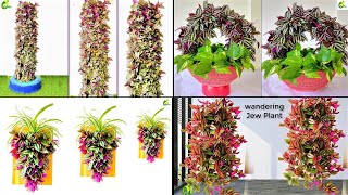 4 Ideas To Grow Inch Plant/Inch Plant Decoration/ Grow Wandering Jew Plant/Purple Plant/GARDEN4U