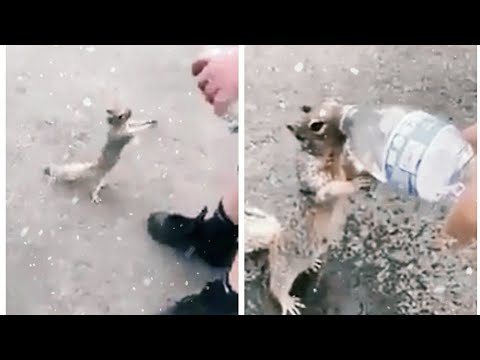 Viral Video Of Thirsty Squirrel Asking For Water Melts Hearts