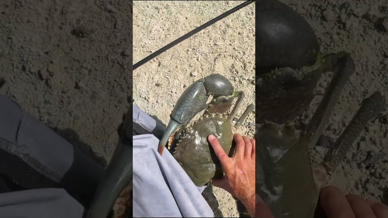 Giant MudCrab Take Away In Australia