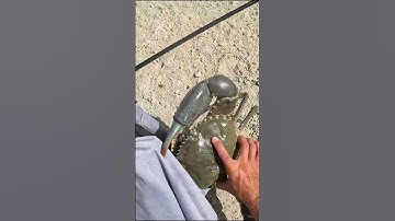 Thumbnail of Giant MudCrab Take-Away in Australia