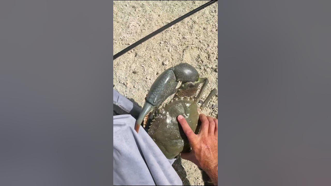 Giant MudCrab Take-Away in Australia