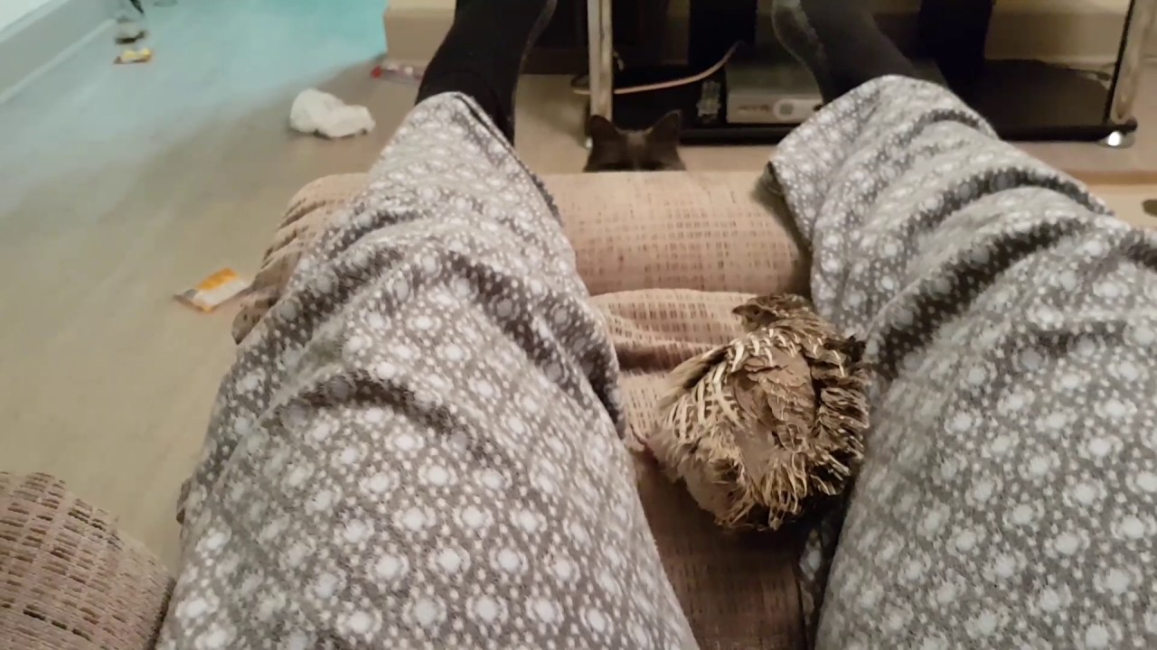 My quail cat and i 