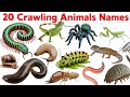 20 Crawling Animals Name for Kids | Learn Crawling Animals in English with Pictures and Sounds