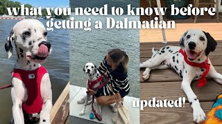 WHAT NO ONE TELLS YOU ABOUT GETTING A DALMATIAN  Watch This Before You Get a Dalmatian  UPDATED!