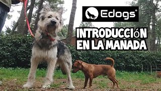 ✅ INTRODUCCIÓN en la MANADA Edogs - Caso Ulu 🐾 by Equilibradogs - Psicología Canina 201 views 4 months ago 3 minutes, 47 seconds