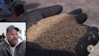 Vomitoxin Cleaning out of Durum - GCS Grain Cleaner