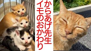 からあげ先生、イモのおかわりが来る The Karaage teacher and the potato kitties