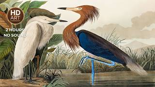 Purple Heron