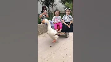 البطه البطه Shorts 