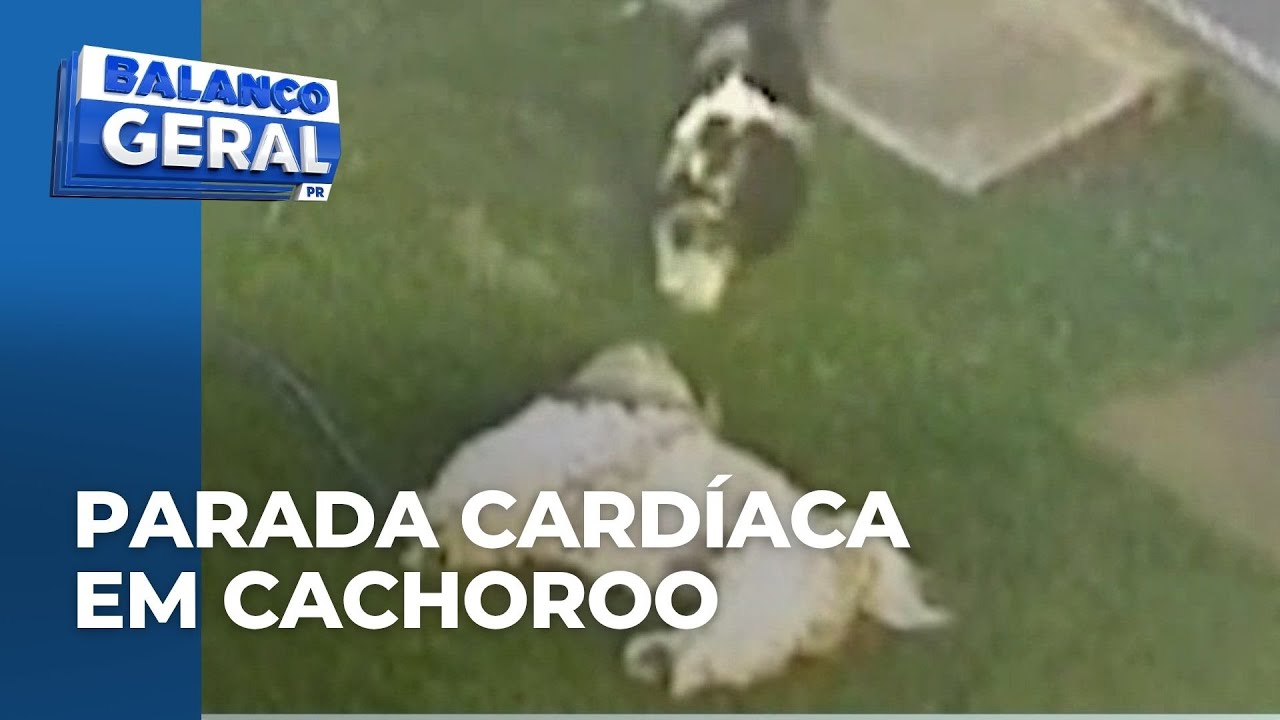 Cachorro tem mal súbito e é salvo por tutora com manobra de reanimação em Mandaguari, no PR