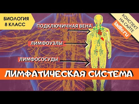 Лимфатическая система человека. Анатомия. Биология 8 класс. Лимфоциты, лимфоузлы. Лимфа в организме