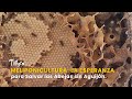 Meliponicultura: La Esperanza para Salvar las Abejas sin Aguijón - TvAgro por Juan Gonzalo Angel