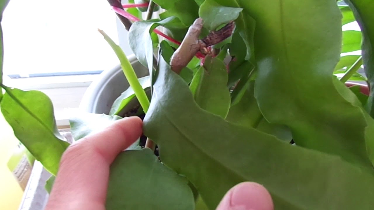 camera iphone 8 plus apk Tour of indoor house plants in middle of winter