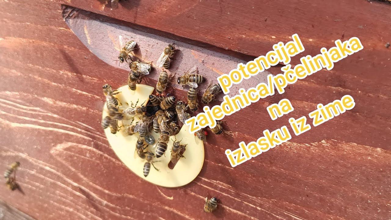 Potencijal zajednica/pčelinjaka na izlasku iz zime