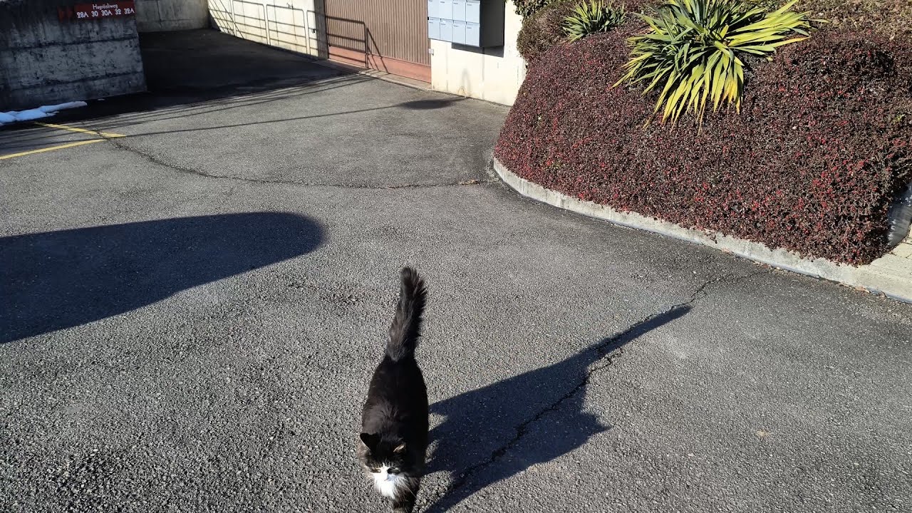 Die Katze und der Erfolg der Spieler 