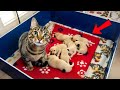 Cat Steals All Neighbor's Puppies-Owner is Shocked When He Learns Why!