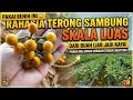 Kunci sukses Tanam Terong Sambung Takokak Skala Luas#graftingterong