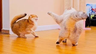 Bassy and Pikachu had a fight  🤯 Another day in the life of my British Shorthair cats.