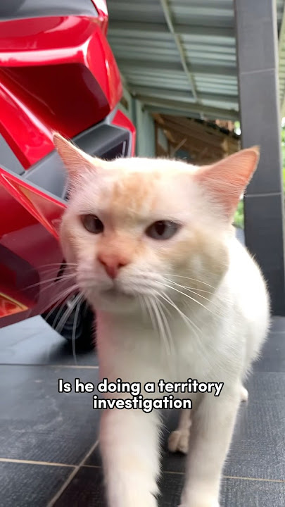 Download lagu Inhaling for investigation #shorts