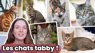 Les Chats Tabby ou Tigrés et leur Motif (Blotched, Mackerel, Spotted, Ticked) ...