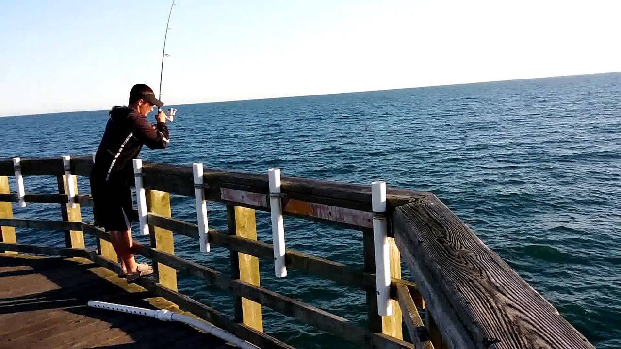 5315 Blue Fish biting off Seaview Fishing Pier, North Topsail Beach