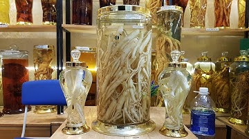 RƯỢU SÂM DÂY NGỌC LINH QUA BIẾU SANG TRỌNG CHẲNG KÉM SÂM HÀN