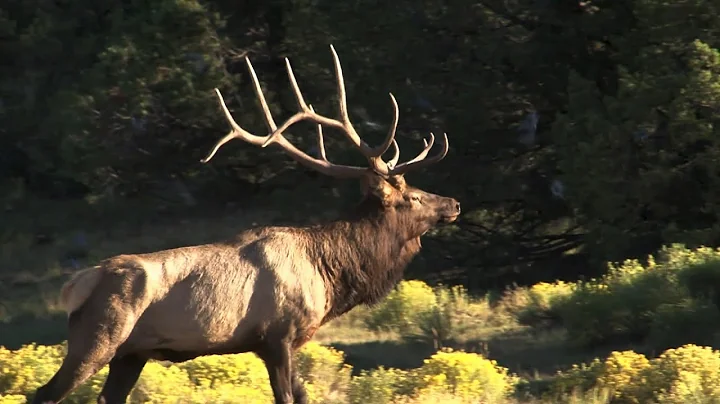 Elk Camp TV- Calling Arizona Herd Bulls Part 1