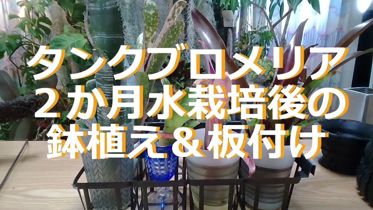 作業】タンクブロメリア2か月水栽後の鉢植と板付 - YouTube