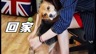 [CC SUB] Beagle and owner reunited after being separated for half a year.