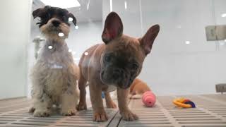 Petland Raleigh Kennel Tour