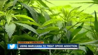 Marijuana to Treat Opioid Addiction