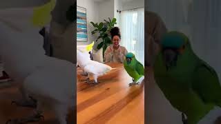 Download Lagu we bourn for dance MP3