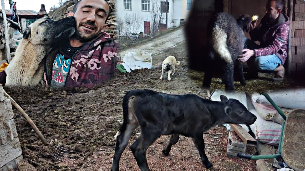 AİLEMİZİN YENİ ÜYESİ İSMİ NE OLSUN/üzüm biberonu yiyecek~kuzuların koyunların beslenme zamanı