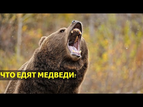 ЧЕМ ПИТАЮТСЯ МЕДВЕДИ | ОБРАЗ ЖИЗНИ МЕДВЕДЕЙ | СКОЛЬКО ЖИВУТ МЕДВЕДИ