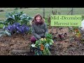 Mid December Harvest Tour of our Permaculture Kitchen Garden