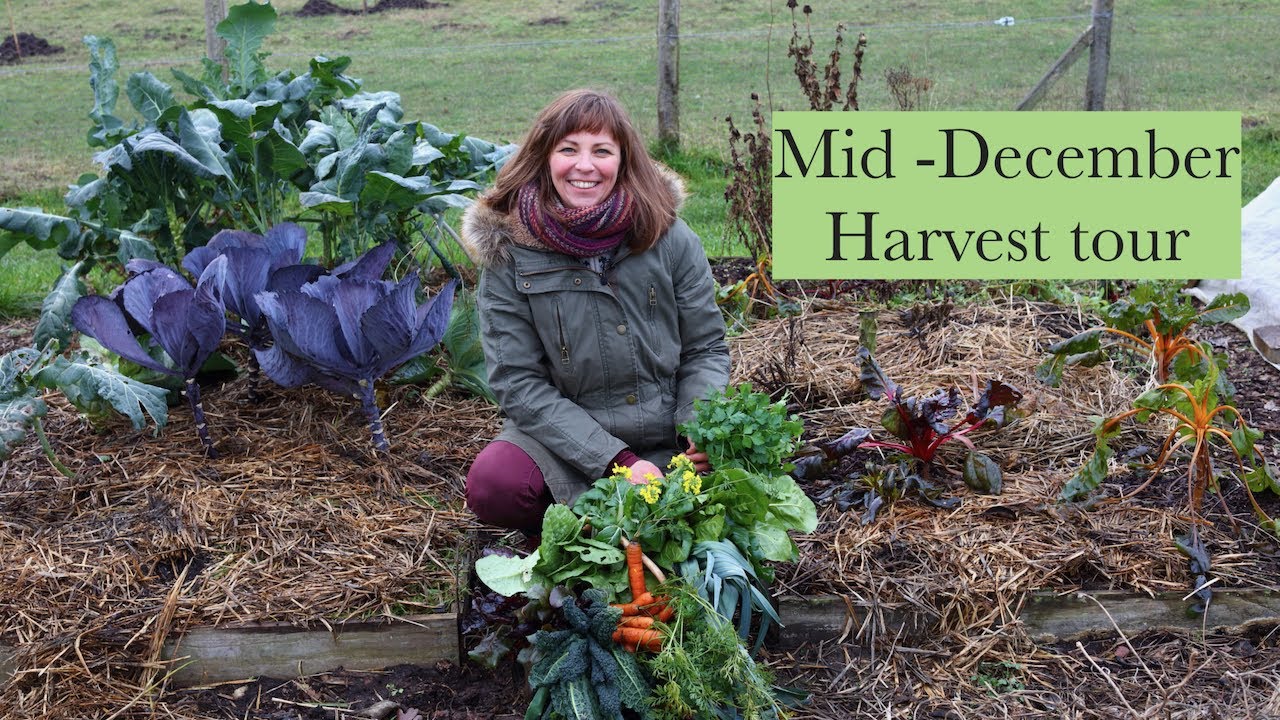 Mid December Harvest Tour of our Permaculture Kitchen Garden