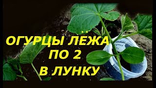 ОГУРЦЫ САЖАЮ  ЛЕЖА, ПО 2 В ОДНУ ЛУНКУ  СУПЕР СПОСОБ !