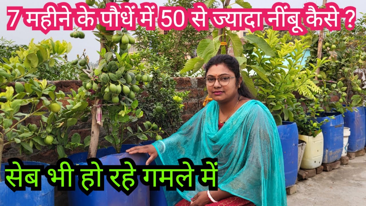 Lemon, Orange And Apple Gardening in Pot || Terrace Fruit Orchard || Kitchen Garden