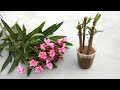 How to grow oleander  karabi  kaner plants from cuttings  grow easily at home