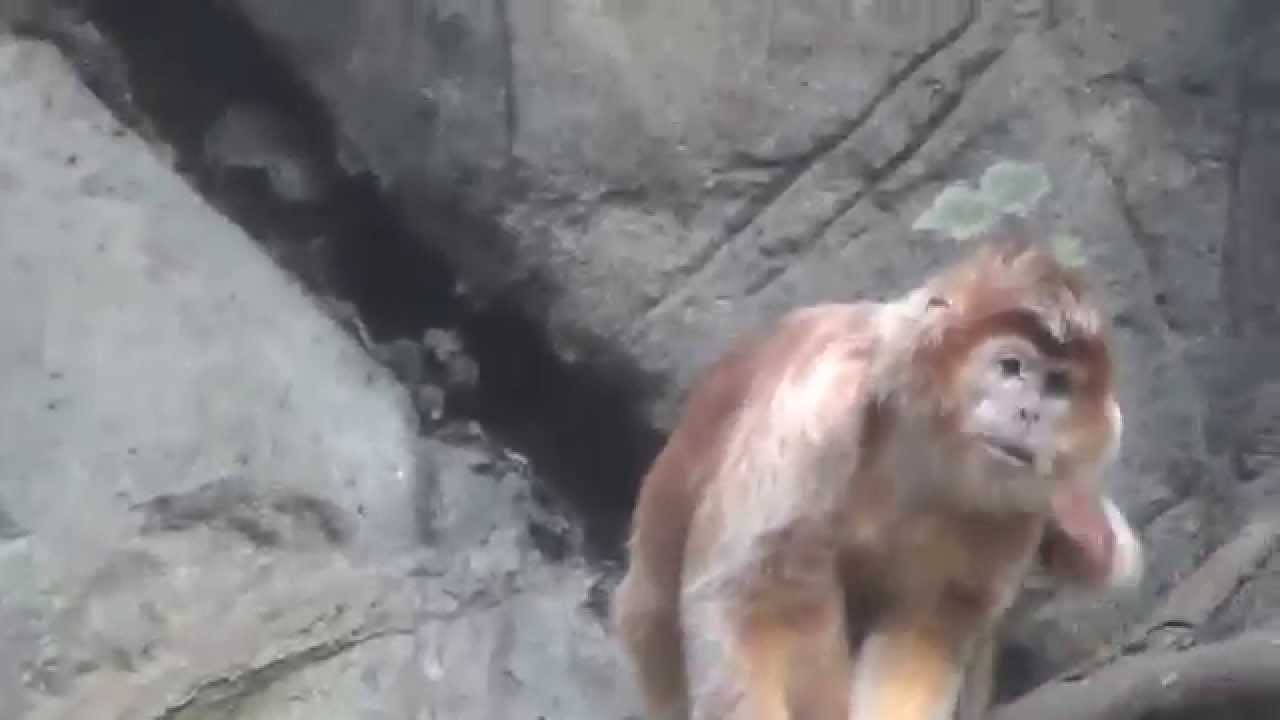 lambert glacier Ebony Langurs at the Bronx Zoo