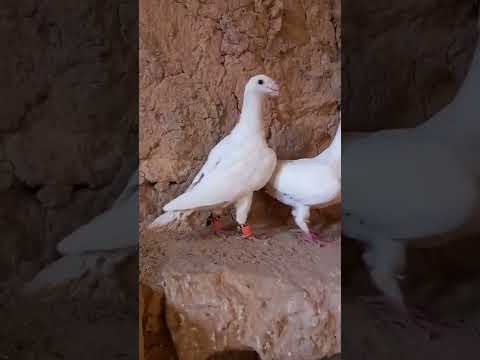 طيور حمام هومر للبيع جوز