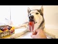 Husky Finds Out How Many Licks it Takes to Get to The Center of a Tootsie Pop Lollipop..