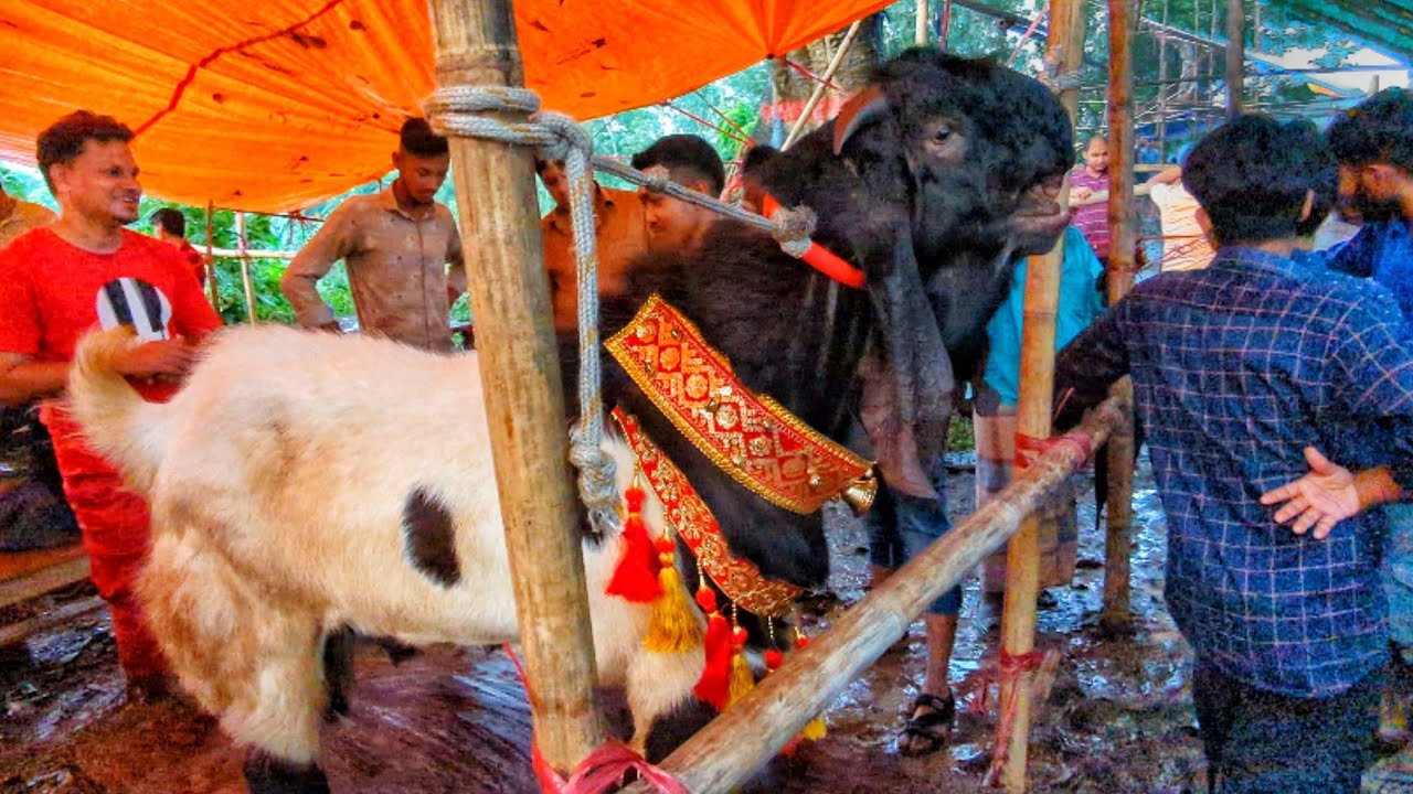 সম্পূর্ণ হাসিল বিহীন পাঠা ছাগলের বাজার চৌধুরী হাট নোয়াপাড়া রাউজান