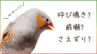 [How to raise a zebra finch] What is the meaning and type of the voice of a small bird?