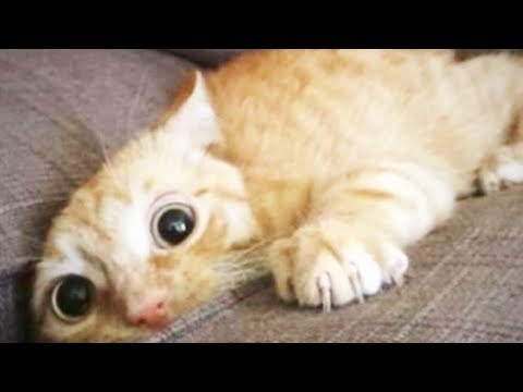 Cats Doing Stupid Things 😹 Funny Cats [Funny Pets]