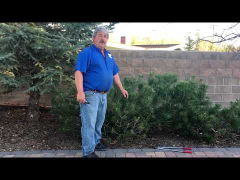 Video: Mugo Pine Snoeien - Leer hoe je een Mugo Pine snoeit