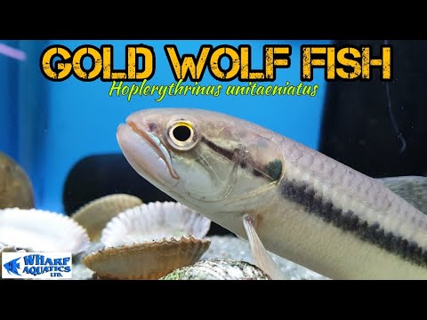 Hoplerythrinus Unitaeniatus Gold Wolf Fish Youtube Hoplerythrinus Unitaeniatus Gold Wolf Fish Youtube