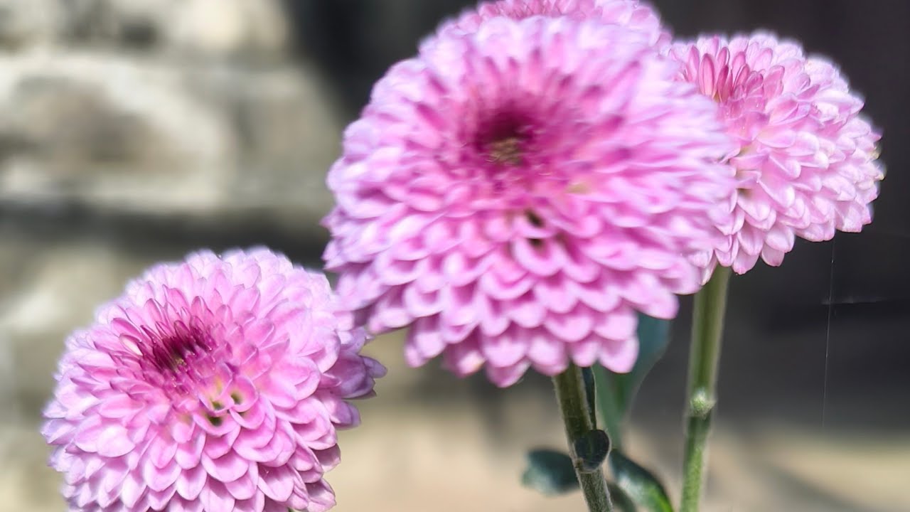 Rakhi Sagar is live! সবাই মিলে গল্প আর আড্ডা