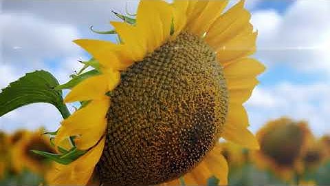 ae project file Sunflower Opener 22-Video World ||After Effects Project Free Download